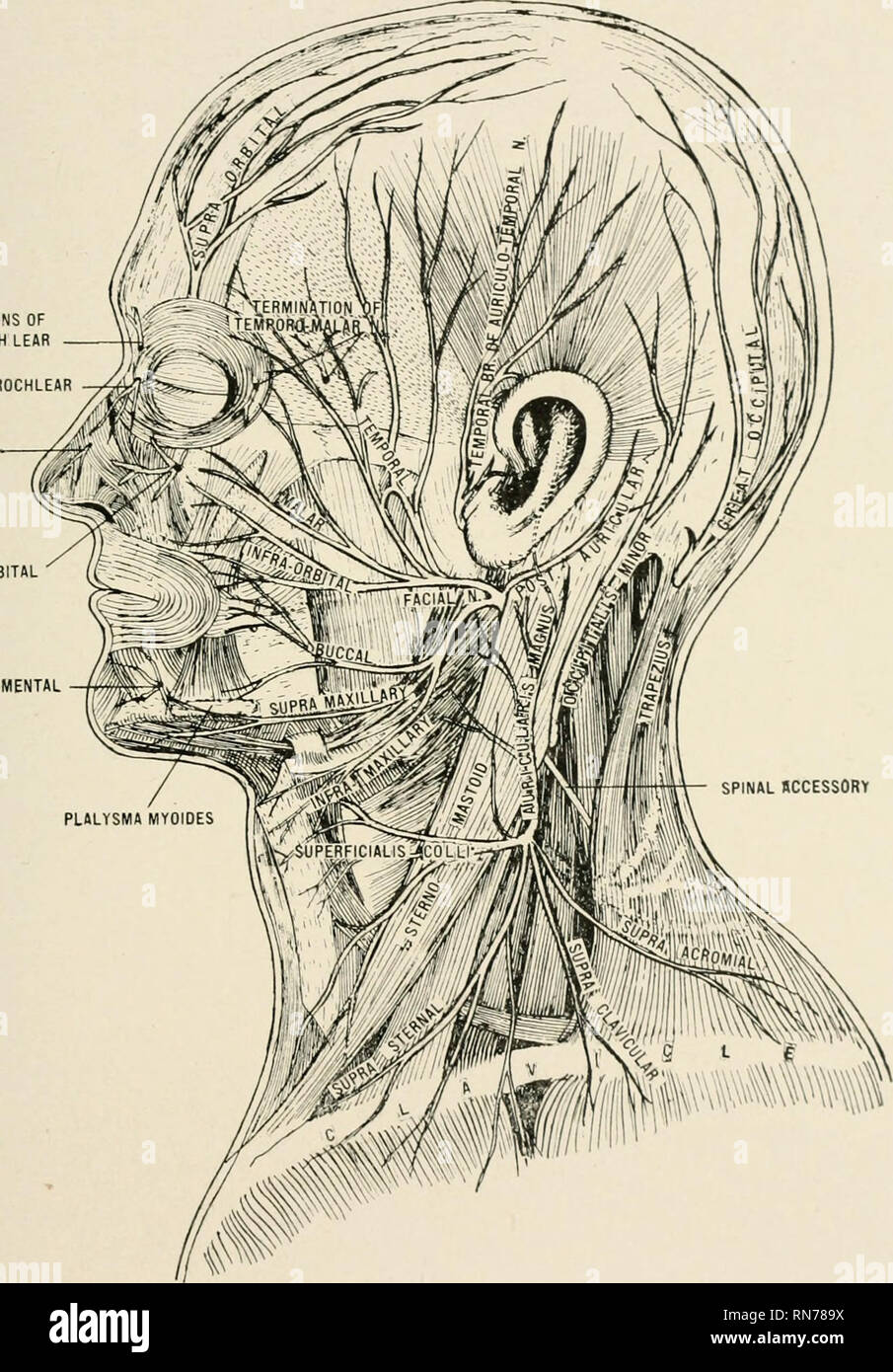 . Anatomy in a nutshell : a treatise on human anatomy in its relation to osteopathy. Human anatomy; Osteopathic medicine; Osteopathic Medicine; Anatomy. PLATE CCXX. TERMINATIONS OF SUPRATROCH LEAR OF INFRA TROCHLEAR OF INFRA-ORBITAL. Showing Facial Nerve i» Superfic] i. Cki; ecal Plexuj 109. Please note that these images are extracted from scanned page images that may have been digitally enhanced for readability - coloration and appearance of these illustrations may not perfectly resemble the original work.. Laughlin, William Ross. Kirksville, Missouri : William Ross Laughlin Stock Photo