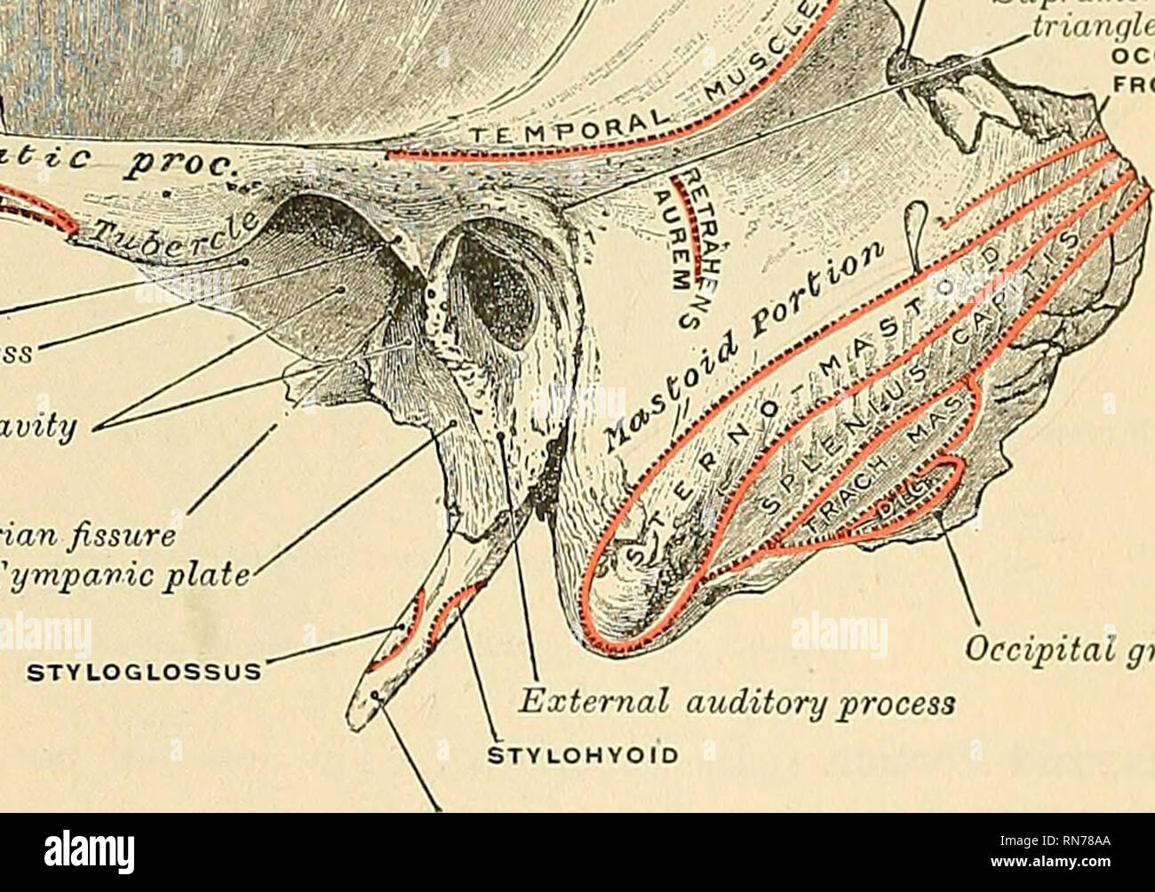  anatomy descriptive and applied anatomy groove for middle temporal