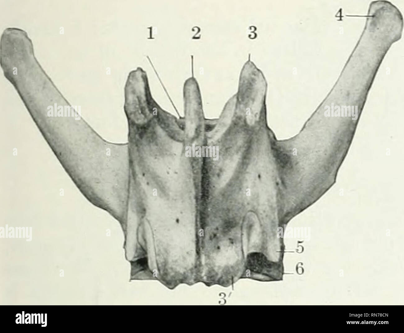 . The anatomy of the domestic animals. Veterinary anatomy. VERTEBRAL ...