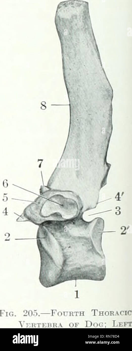 . The anatomy of the domestic animals. Veterinary anatomy. Fig. 204.—Axis of Dog; Left Lateral View. 1, Dens; 2, anterior articular process; 3, posterior end of body; 4, arch; .5. pos- terior notch; 6, transverse process; 7, intervertebral foramen; S, posterior articulai process; 9, spinous process.. A'ertebra View. l.Body; 2, 2', costal facct.i of body; 3, posterior notch; 4, 4', articular processes; 5, transverse process; 6, facet for tubercle of rib; 7, mammillary process; S, spinous process.. Please note that these images are extracted from scanned page images that may have been digitally  Stock Photo