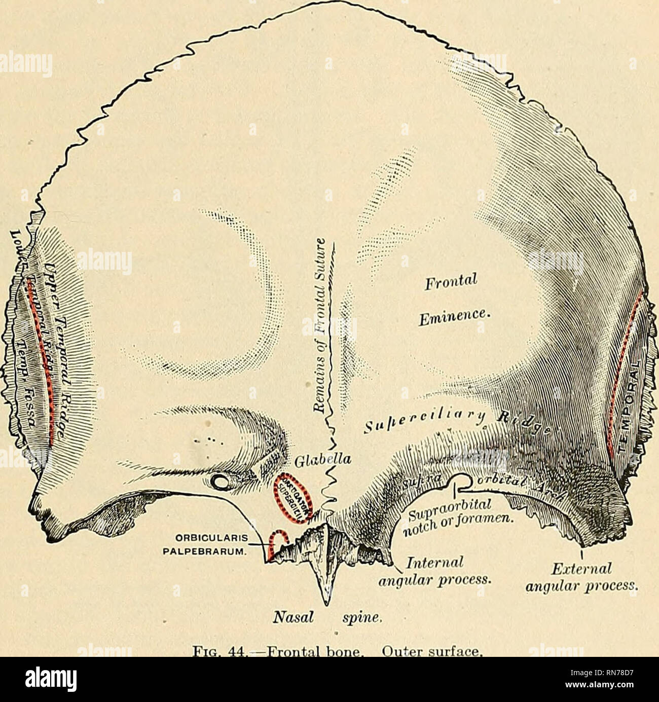 Frontal Bone Anatomy