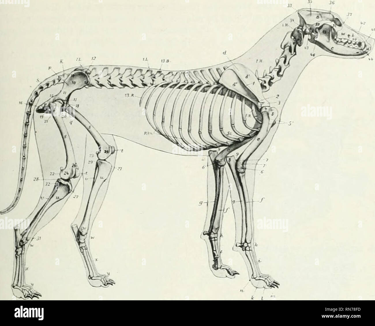 The anatomy of the domestic animals. Veterinary anatomy. VERTEBRAL COLUMN 185. Fig; 199.—Skeleton- of Dog; Lateral View. o. Cranium; 6, face; c, mandible; 1H-7H, cervical vertebrae; 13B, last thoracic vertebra; 1L-7L, The anatomy of the domestic animals. Veterinary anatomy. VERTEBRAL COLUMN 185. Fig; 199.—Skeleton- of Dog; Lateral View. o. Cranium; 6, face; c, mandible; 1H-7H, cervical vertebrae; 13B, last thoracic vertebra; 1L-7L,