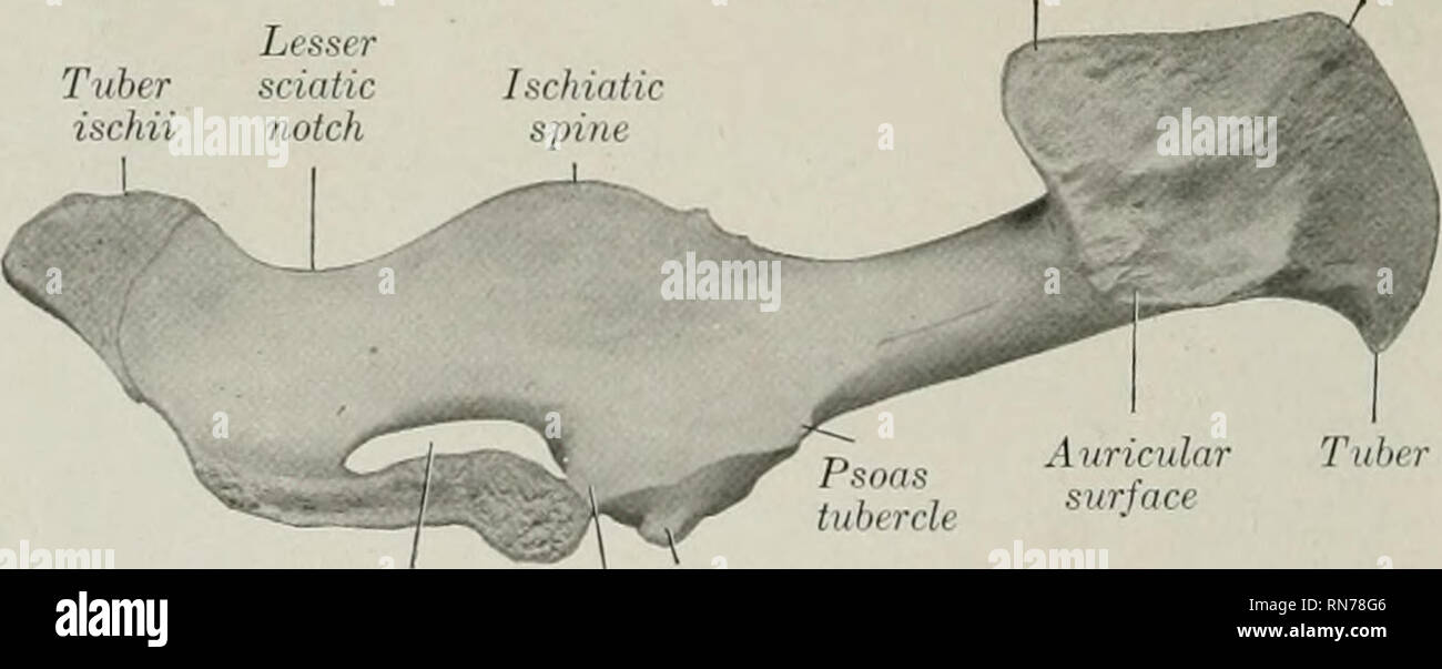 https www alamy com the anatomy of the domestic animals veterinary anatomy tuber eoxii ilium sf7i acetabulum ischium fig 191left os coxe of pig lateral view tuber sacrale crest of ilium lesser tuber sciatic ischii notch auricular surface obturator luo peetineal fvrameu eminence pubis acetab ular branch fig 102left os coxe of pig j bones of the pelvic limb the os coxae is long and narrow the ilium and ischium are almost in line with each other and nearly sagittal in direction the wing of the ilium bends out ward much less than in the horse or ox the gluteal surface is divided into image236802950 html