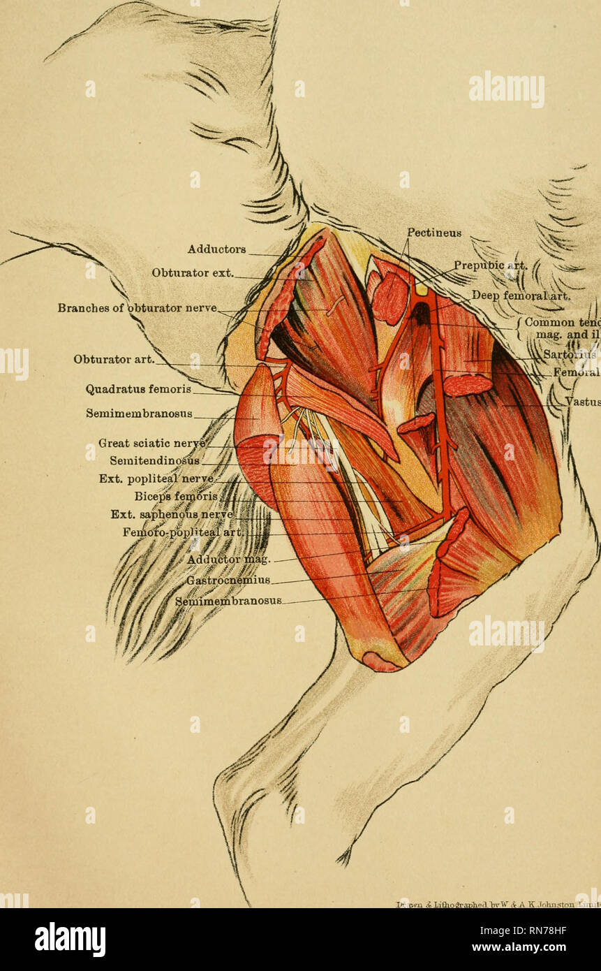 . The anatomy of the horse : a dissection guide. Horses; Horses -- Anatomy. PLATE XIV reprtbicart. 0 s%um* i Deep fenioraLart, ^S &gt;•&gt; / / Common tendon of psoas mag. and ilia'cus Femoral art. Yastus int.. Drawn &amp; LiChographed brW &amp; A K Johnston .limited Edinburgh THIGH—Inner Aspect. Please note that these images are extracted from scanned page images that may have been digitally enhanced for readability - coloration and appearance of these illustrations may not perfectly resemble the original work.. McFadyean, John, Sir, 1853-1941. Edinburgh : Johnston Stock Photo
