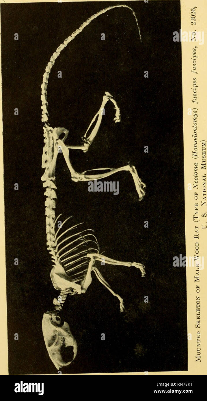 . Anatomy of the wood rat; comparative anatomy of the subgenera of the