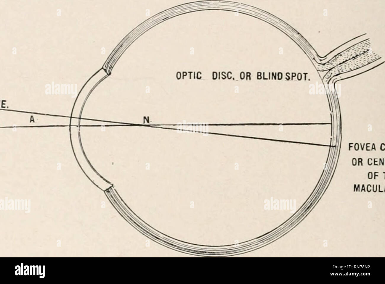 Puncta Eye . Anatomy in a nutshell : a treatise on human anatomy in its relation ...