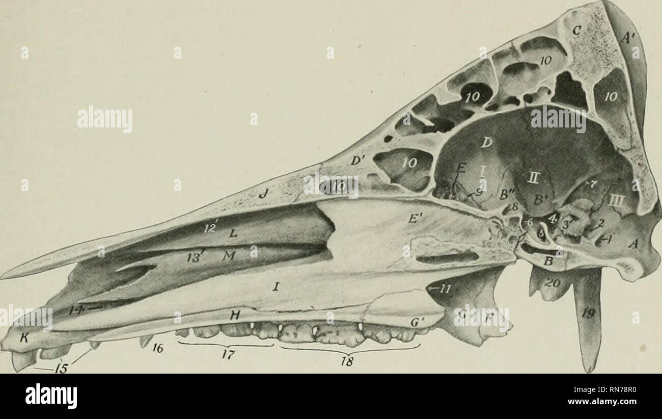 Palatine Bone High Resolution Stock Photography and Images - Alamy