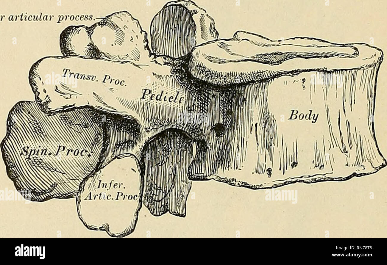 . Anatomy, descriptive and applied. Anatomy. 56 SPECIAL ANATOMY OF THE SKELETON ferior articular processes being convex and turned outward, like those of the lumbar vertebrae; and by the fact that this vertebra resembles the lumbar vertebrae in the general form of the body, laminae, and spinous process; and by the trans- verse processes being shorter, and marked by three elevations, the superior, inferior, and external tubercles, which correspond to the mammillary, accessory, and transverse processes of the lumbar vertebrae. There is no facet on its transverse process for the twelfth rib. The  Stock Photo