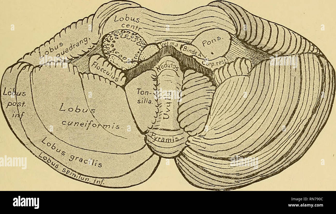 . The anatomy of the central nervous system of man and of vertebrates in general. Neuroanatomy; Central Nervous System. THE PONS AND THE CEEEBELLUM. 317 Upon the dorsal aspect of the hemispheres may be differentiated:— 1. Lobus quadrangularis or anterior upper lobe on either side of the monticulus. 2. Lobus semilunaris superior or posterior upper lobe. The two pos- terior upper lobes are connected by the folium cacuminis. The lobes of the under surface of the cerebellum are shown in the next figure (304). It presents a rather complicated picture. In order to prepare specimens for this view the Stock Photo
