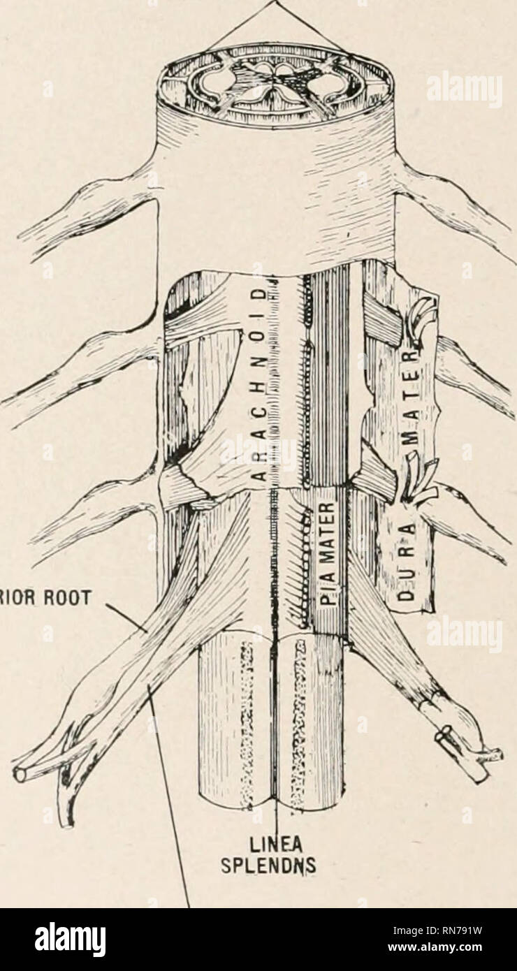 . Anatomy in a nutshell : a treatise on human anatomy in its relation to osteopathy. Human anatomy; Osteopathic medicine; Osteopathic Medicine; Anatomy. 372 ANATOMY IN A NUTSHELL. The superior internal angle has (1) the lachrymo-ethmo-frontal suture, anterior ethmoidal foramen which transmits the anterior ethmoidal vessels, and nasal nerve, (2) the posterior ethmoidal foramen which transmits the posterior ethmoidal vessels and sometimes a branch of the nasal nerve. The inferior ex- ternal angle has the spheno-maxillary fissure which is formed by the greater wing of thf sphenoid bone externally Stock Photo