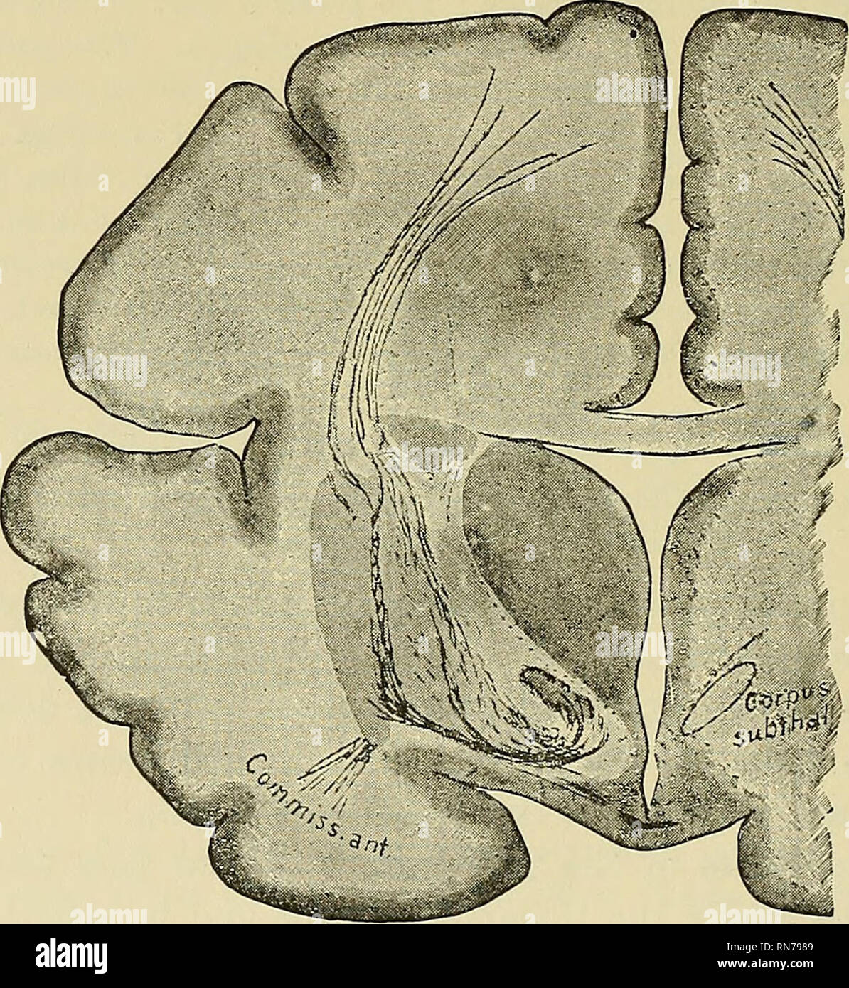 . The anatomy of the central nervous system of man and of vertebrates ...