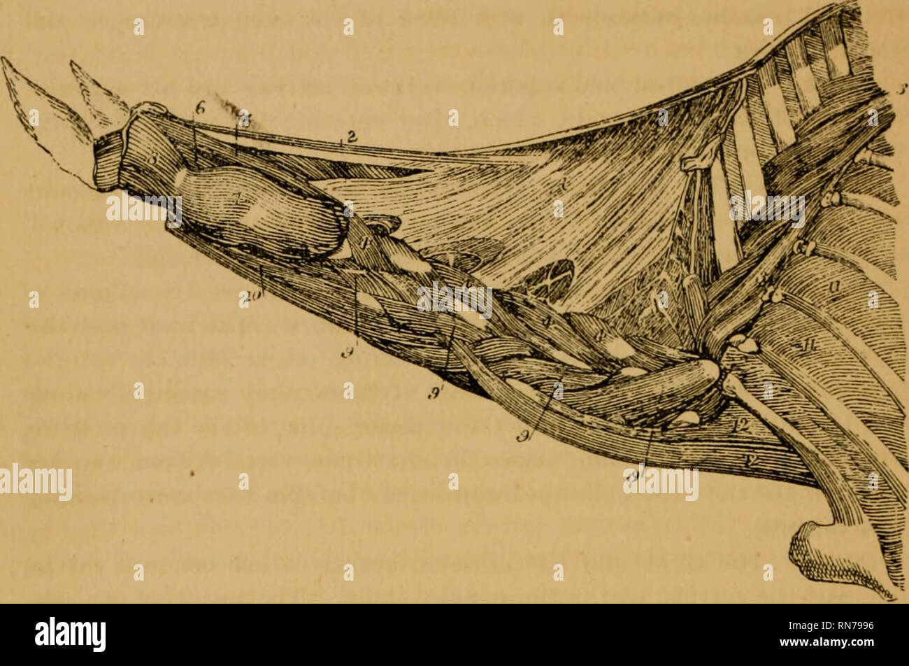 The Anatomy Of The Horse A Dissection Guide Horses 156 The Anatomy Of The Horse Action The Riglit And Left Muscles Acting Together Flex The Head When Only One Muscle Acts It