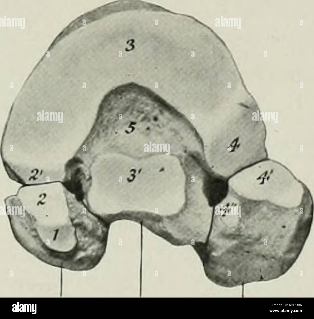 . The anatomy of the domestic animals. Veterinary anatomy. THE ...