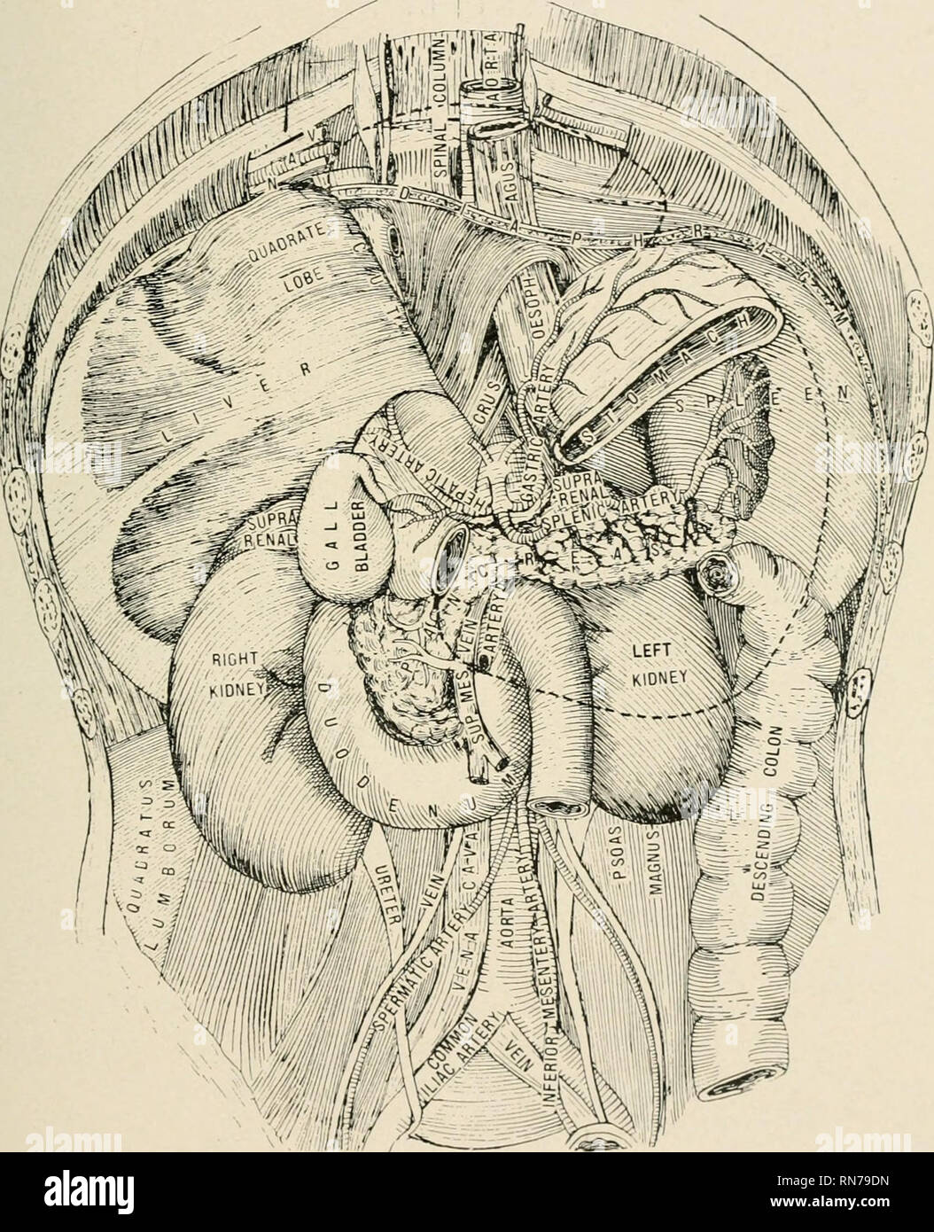 Inferior mesenteric vein hi-res stock photography and images - Alamy