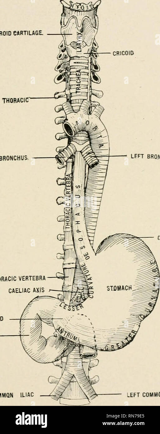 . Anatomy in a nutshell : a treatise on human anatomy in its relation to osteopathy. Human anatomy; Osteopathic medicine; Osteopathic Medicine; Anatomy. ANATOMY IN A NUTSHELL. 325 closed because they are surrounded by the capsule of Glisson while the hepatic veins gape open, being adherent to the liver substance. The gall-bladder retains the bile and is situated between the right and PLATE CXLVI. THYROID CARTILAGE. CRICOID FIRST THORACICT RIGHT BRONCHUS LFFT BRONCHUS. CASuiAC END TflflFTH THORACIC VERTEBRA CAELIAC AXIS PYLORIC END DUODENUM 1IGHT COMMON ILIAC LEFT COMMON ILIAC The (Esophagus an Stock Photo