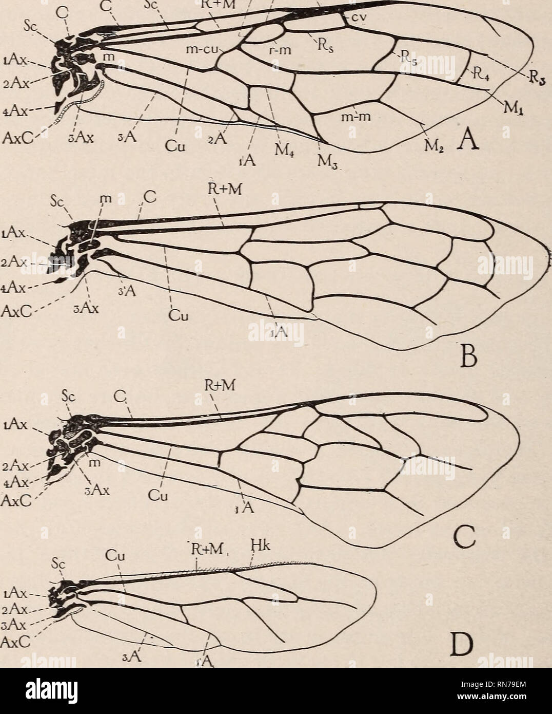 . The anatomy of the honey bee. Insects; Bees; Bees Anatomy; Honeybee