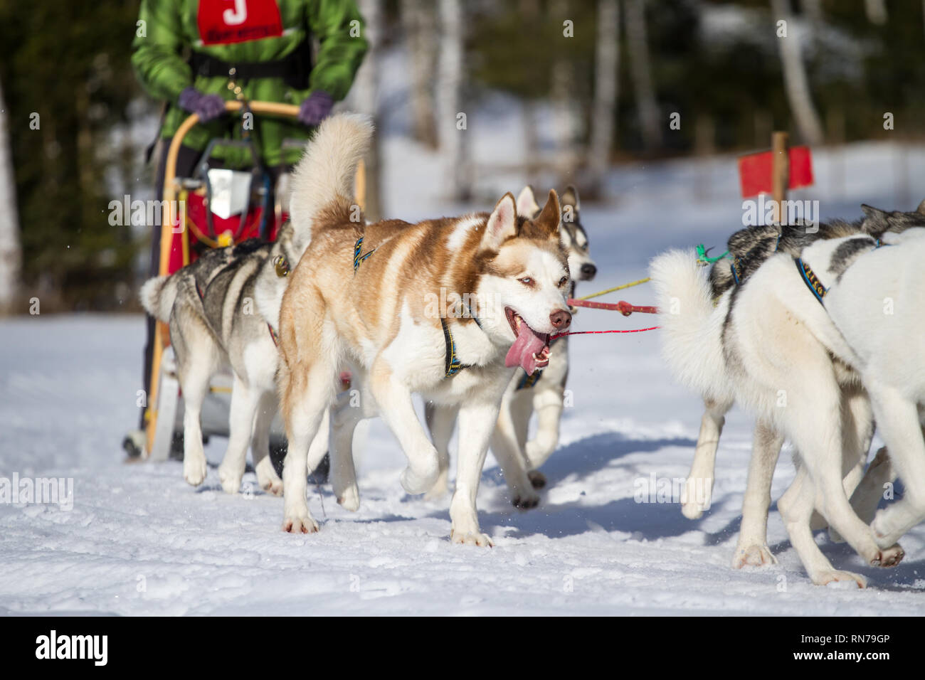 Siberian Huskies @ sled dog race, Czech Republic Stock Photo
