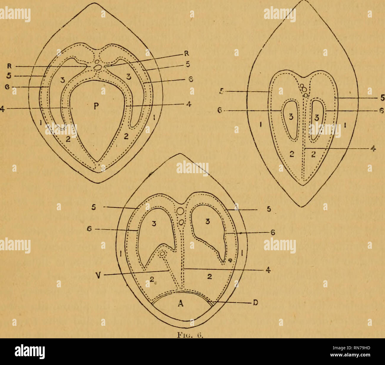 . The anatomy of the horse; a dissection guide. Horses. DISSECTION OP