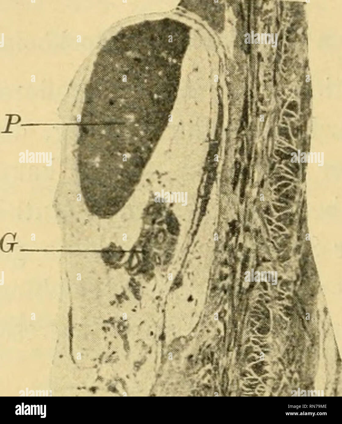 . Anatomischer Anzeiger. Anatomy, Comparative; Anatomy, Comparative