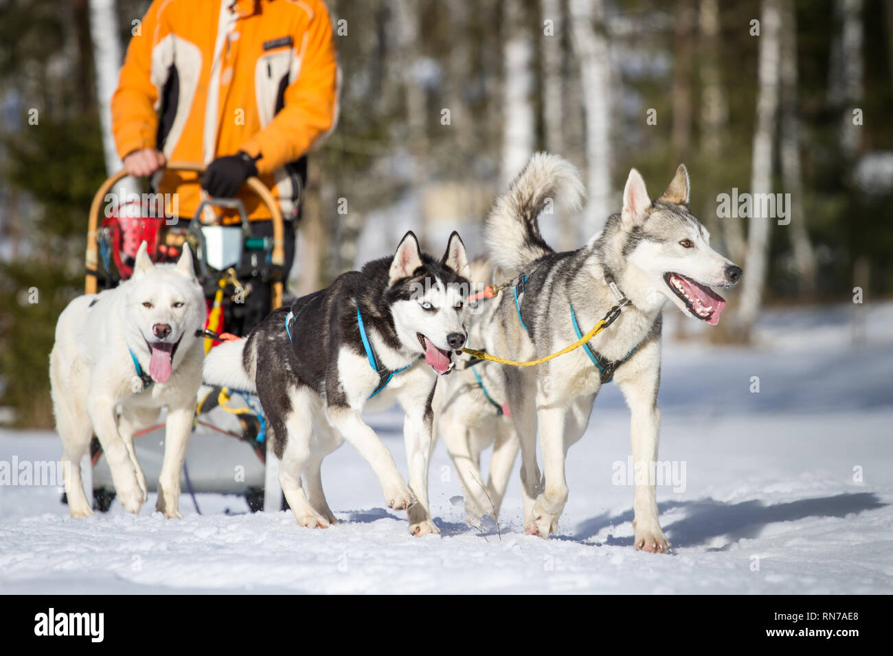 Siberian Huskies @ sled dog race, Czech Republic Stock Photo