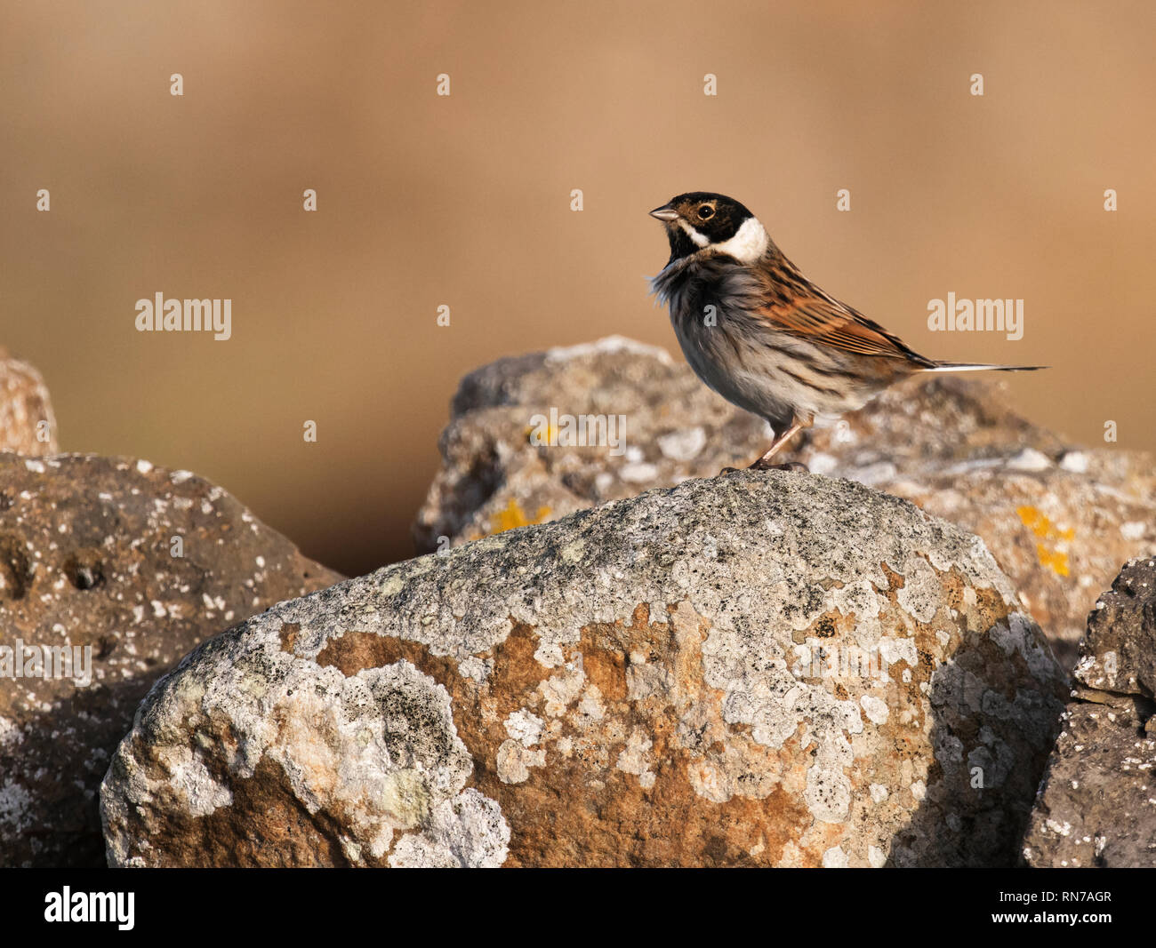 A male Reed Bunting (Emberiza schoeniclus) perched on a dry stone wall, Northumberland Stock Photo