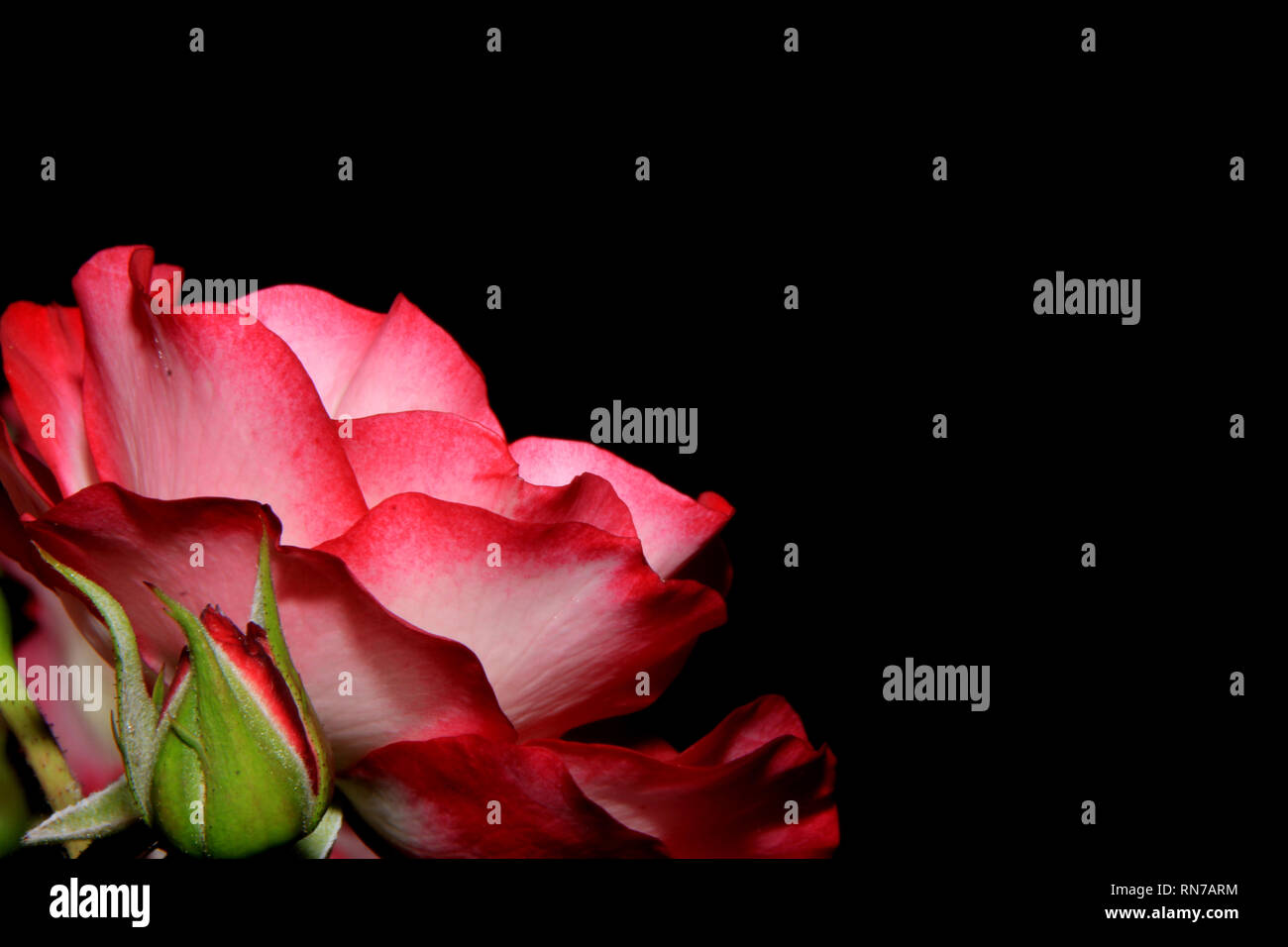 pinke Rose Stock Photo