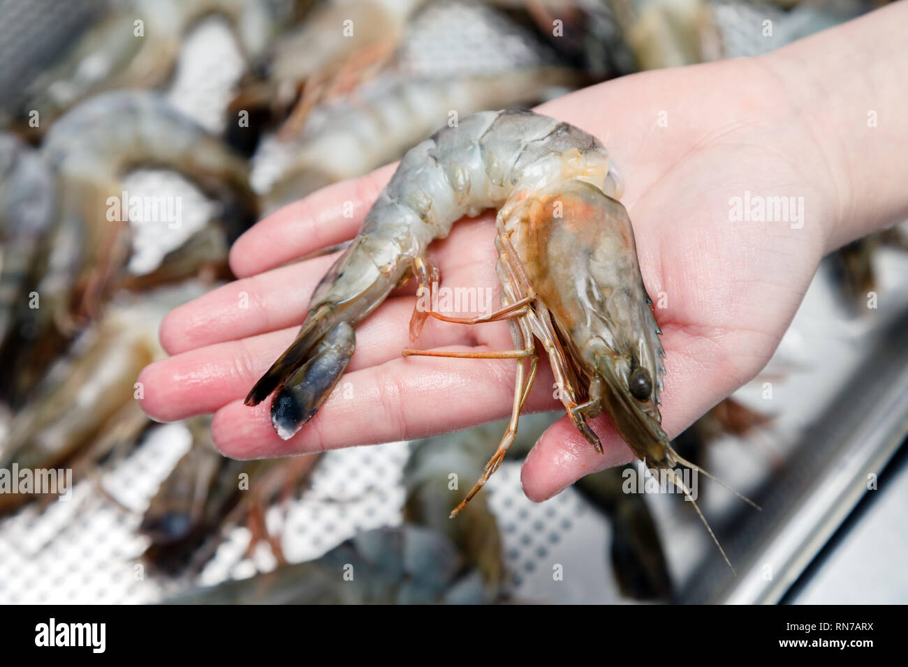 Closeup hand keep fresh royal raw shrimp with head on background of  professional perforated gastronorm container in the restaurant's kitchen.  Concept Stock Photo - Alamy