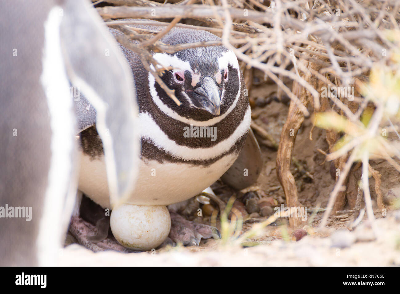 Magellanic penguin incubating egg. Punta Tombo penguin colony, Patagonia, Argentina Stock Photo
