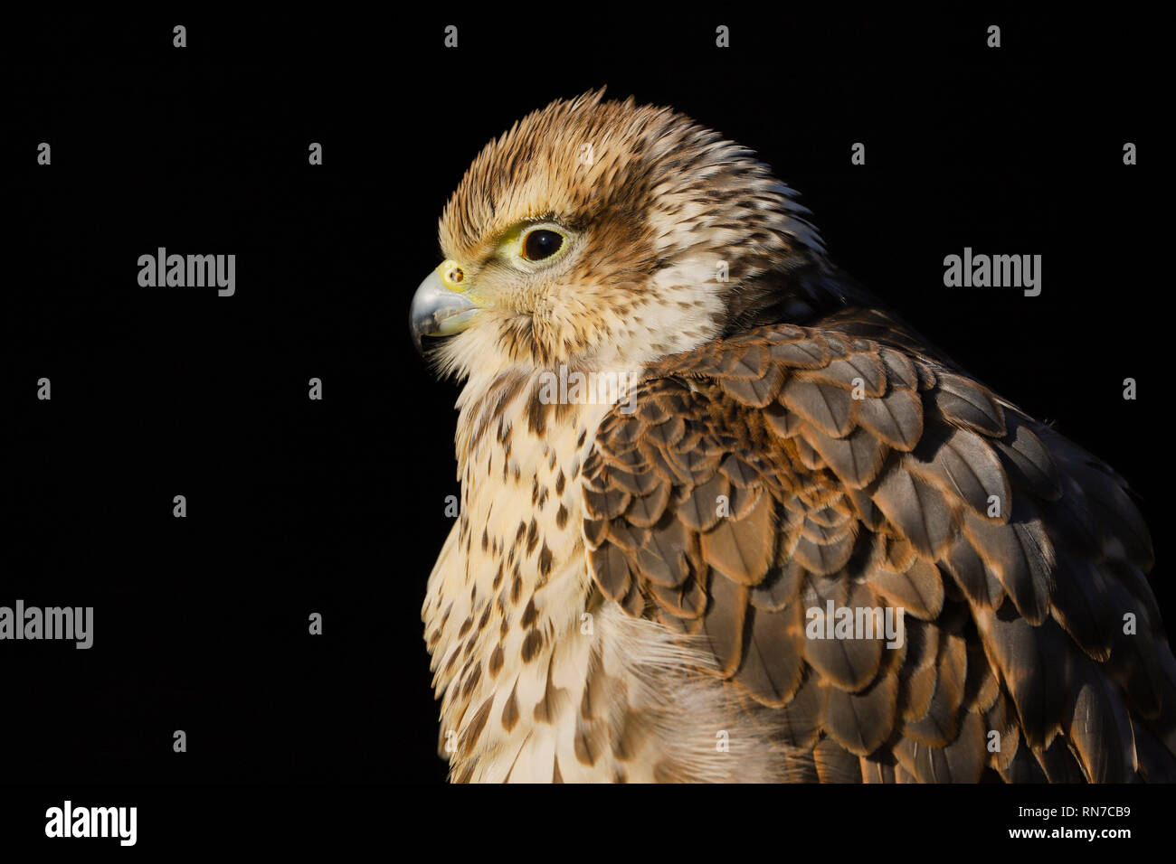 Close up head and shoulders of a Saker Falcon (Falco cherrug) bird of prey isolated against a black background.  Taken in Gloucestershire, England, UK Stock Photo