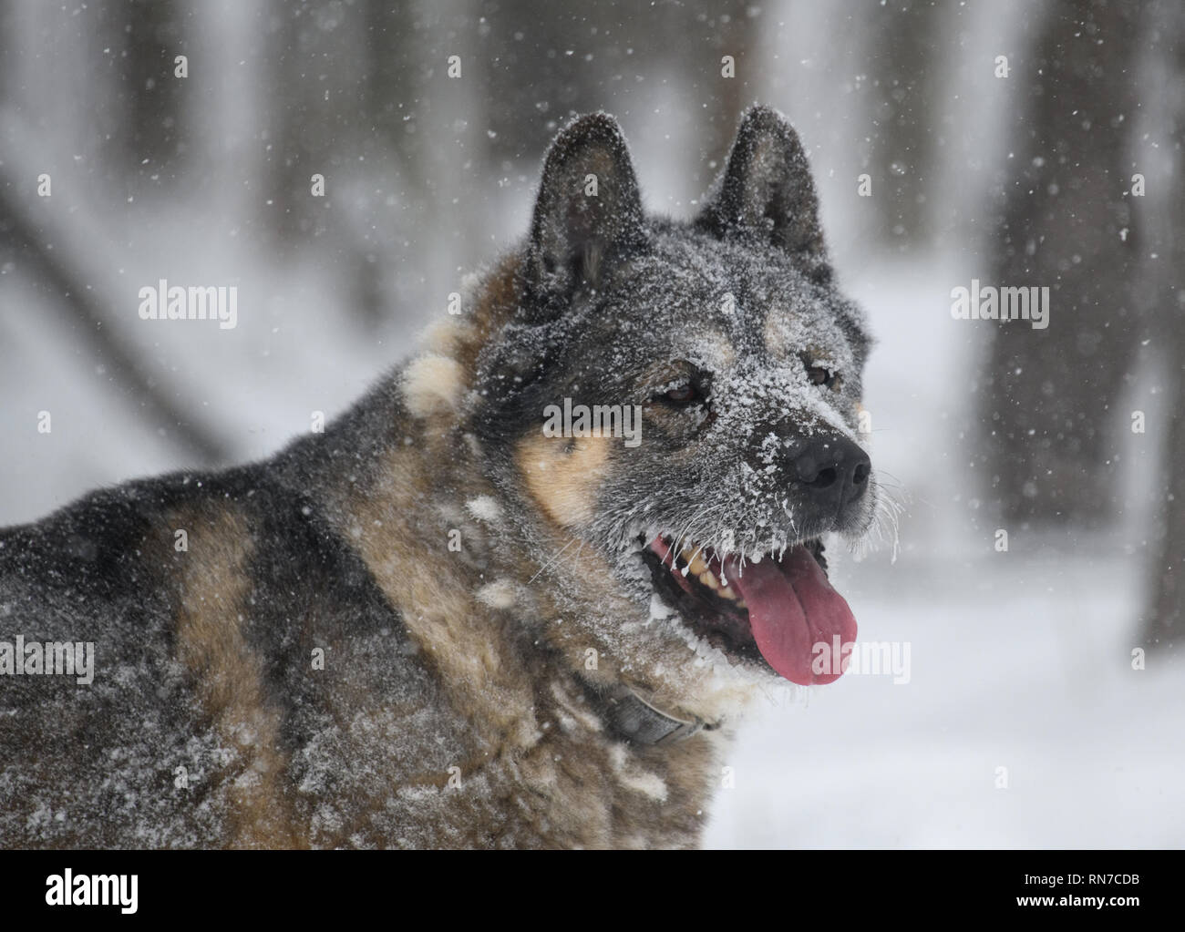 Farm dog out enjoying the winter Stock Photo