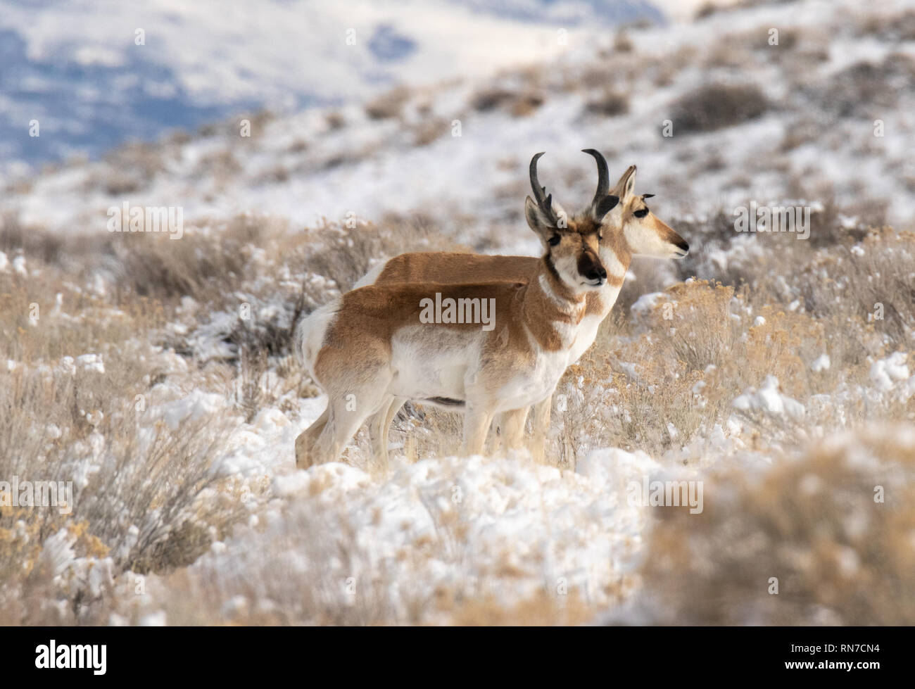 Pronghorn Antelope Running High Resolution Stock Photography and Images