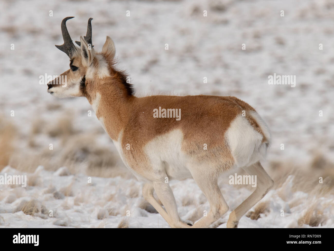 antelope running