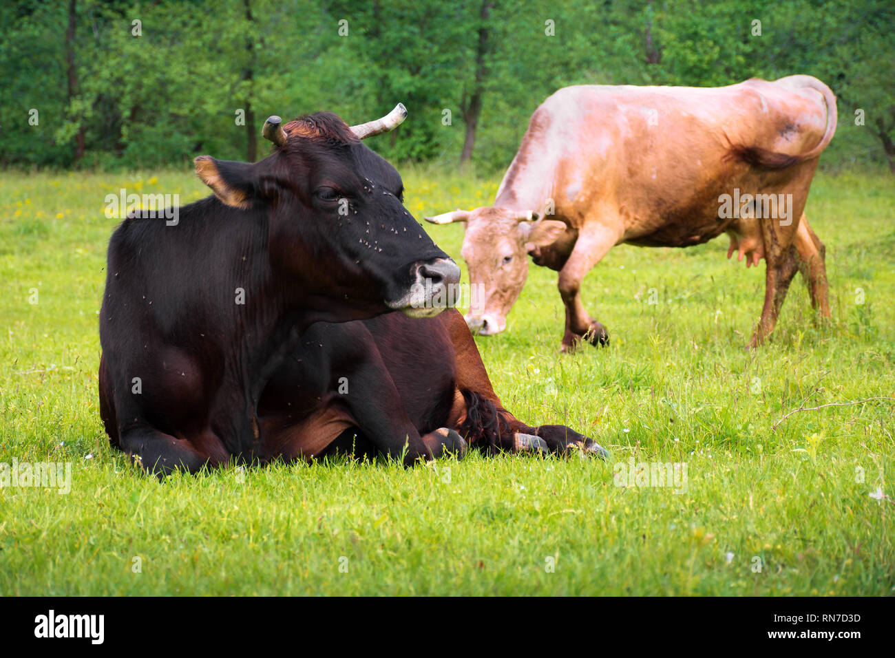 brown cow laying on the grassy meadow near the forest. flies attack poor animal. white cow blurred on the background. rural natural economy. summer co Stock Photo