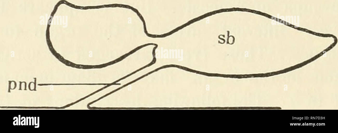Pneumatic bladder hires stock photography and images Alamy