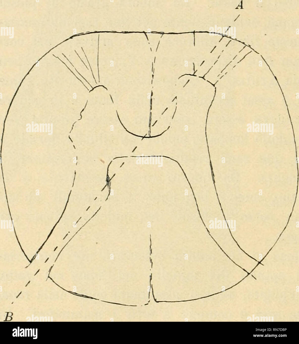 Topo e gatto hires stock photography and images Alamy