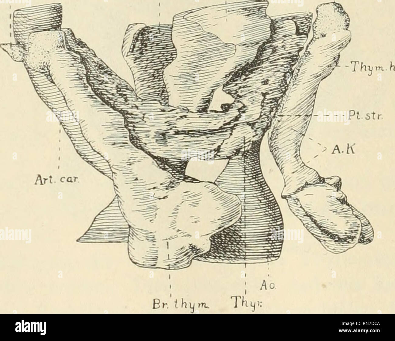 . Anatomischer Anzeiger. Anatomy, Comparative; Anatomy, Comparative