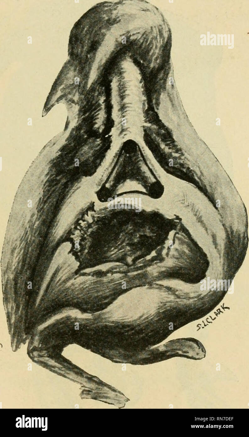 . Anatomischer Anzeiger. Anatomy, Comparative; Anatomy, Comparative. 491 hibits a well marked optic vesicle while the nerve system shows clearly the three primary brain vesicles and the beginning development of hemicerebra. The stomodeum is marked and two branchial arches are present, the first arch has already divided into maxillary and mandibular portions. The study of the left embryo is more difficult, as it does not present a profile view. 3. The monster represents about seventy two hours incubation. It exhibits a double caudal extremity, each of which is composed of nine somites. The rema Stock Photo