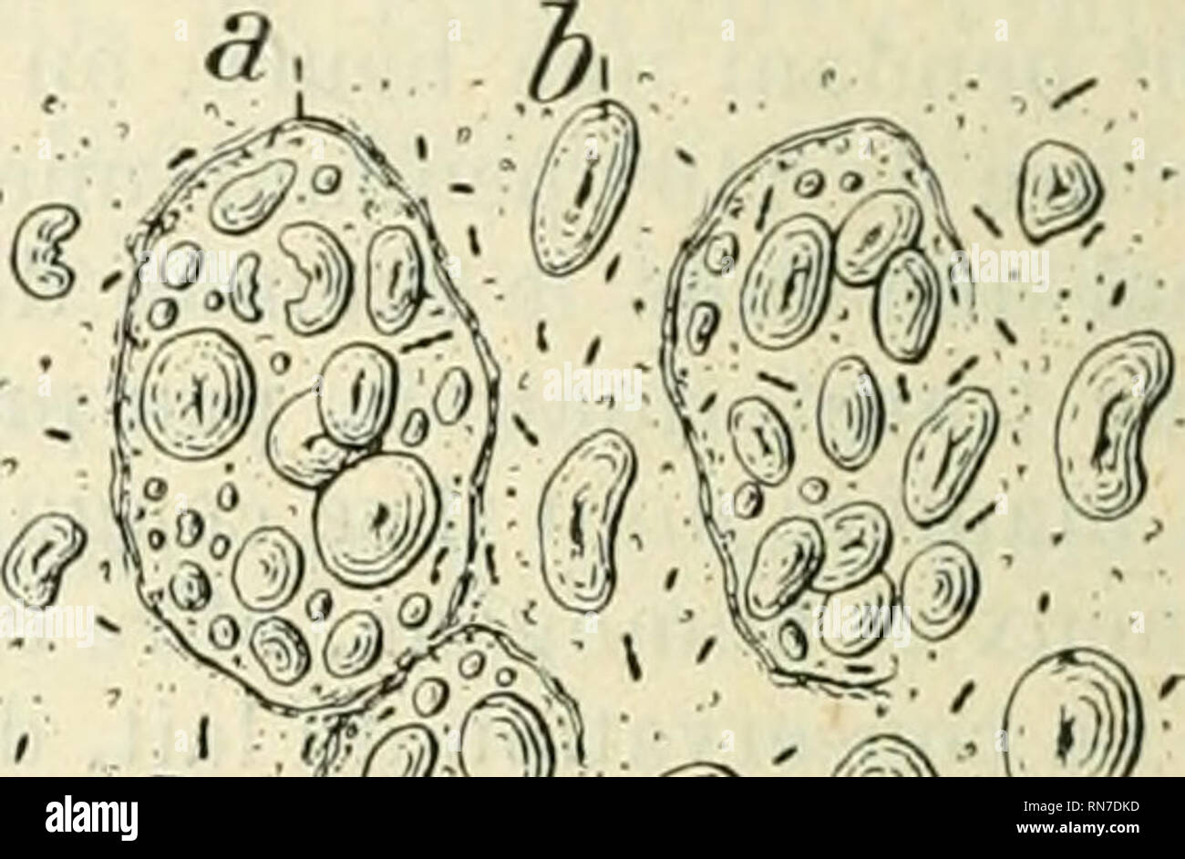 . Anatomie et physiologie végétales à l'usage des étudiants en sciences naturelles des universités, des élèves à l'Institut agronomique, des écoles d'agriculture, etc. Plant anatomy; Plant physiology. Fis. 1680. Fik'. 1681. Fig. 1680. — Parenchyme du tubercule do Pomme de terre, dissocié par le Bacille amylobacter. — Les grains d&quot;amidon ne sont pas encore attaqués, non plus d'ailleurs que les mendjranes cellulosiques ; les Bacilles sont réunis (;à et là en i)etits amas (gr. : oOO). Fig. 1081. — Parcelle d'un cotylédon de Haricot, putréfié dans l'eau, au bout d'un mois. — a, cellules de pa Stock Photo