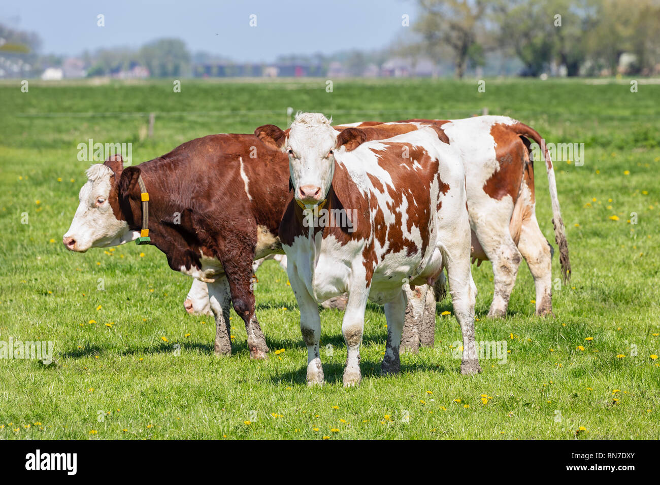 Dutch rural landscape in Groningen with grazing cows Stock Photo - Alamy