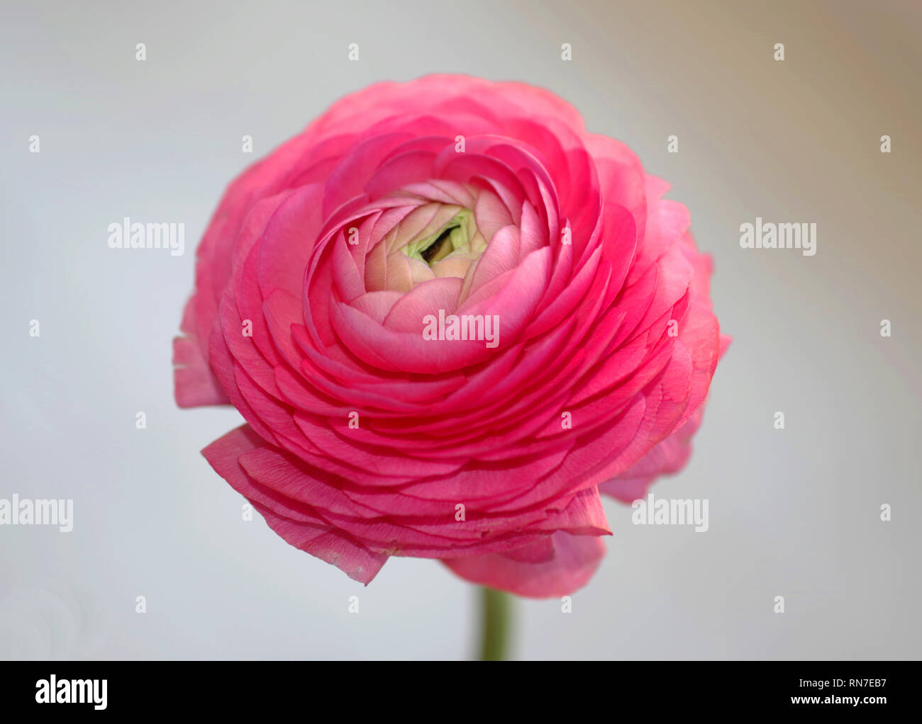 Pink Turban flower (ranunculus) close-up Stock Photo
