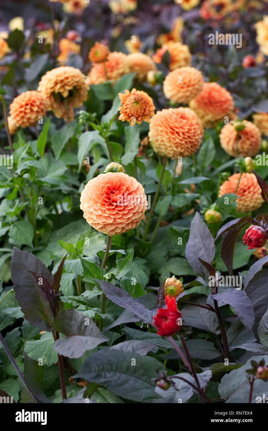 Orange dahlias in the garden. Stock Photo