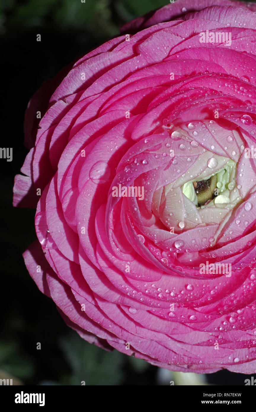 Pink Turban flower (ranunculus) close-up Stock Photo