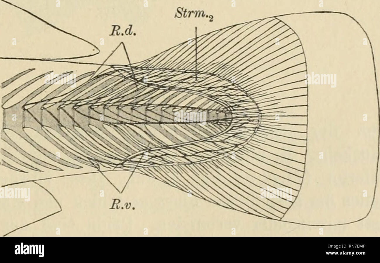 . Anatomischer Anzeiger. Anatomy, Comparative; Anatomy, Comparative. M.int. Fig. 1. Muskelschicht (Stmio) ist etwas fester gebaut als Strm^. Die Portionen dieser Schicht (Mm. rad. p, c. prof.) entspringen an allen unter ihnen ge- legenen Skelettteilen und inserieren distal an den Basalenden der Flossen- strahlen. Sie biegen durch ihre Kontraktion die Flosse nach ihrer Seite. Zwischen den einzelnen Flossenstrahlen liegen ferner schwächere Muskeln, Mm. interradiales p. c. {M.int Fig. 1). Jeder von diesen entspringt an der Dorsalseite einer Strahlenbasis, zieht sich in der oberen Hälfte der Schwa Stock Photo