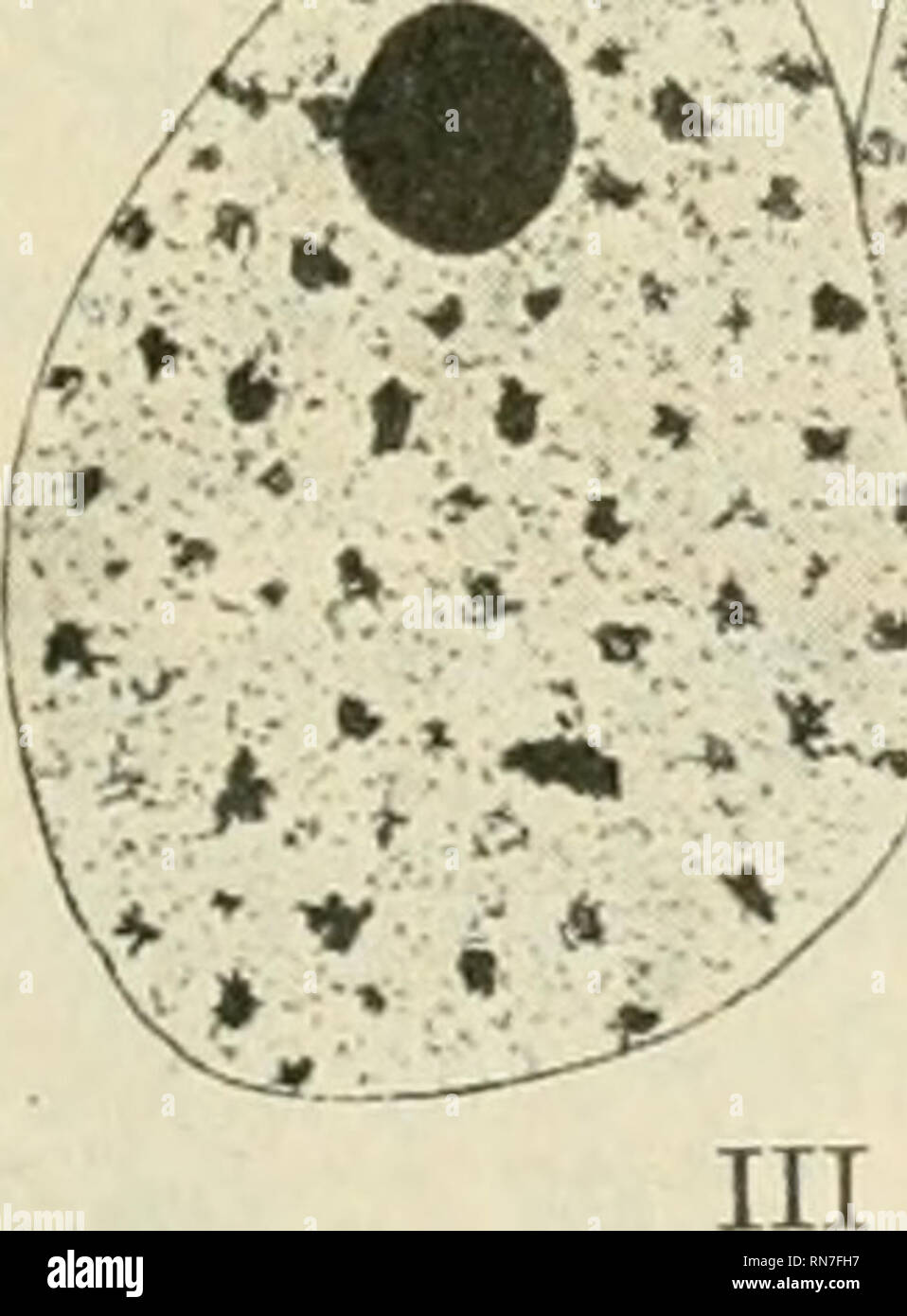 Anatomischer Anzeiger Anatomy Comparative Anatomy Comparative L N