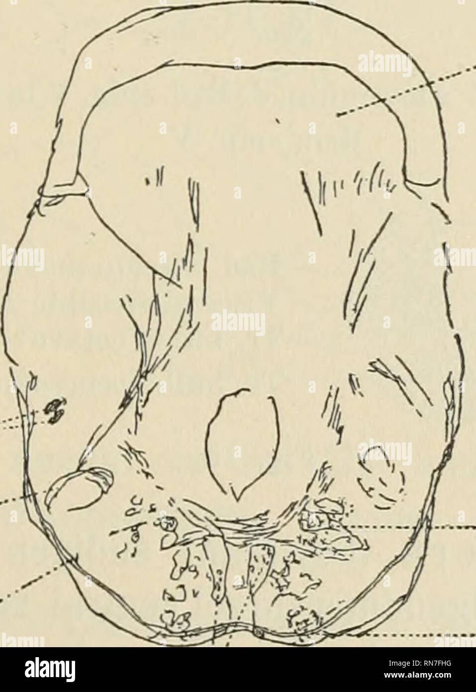 . Anatomischer Anzeiger. Anatomy, Comparative; Anatomy, Comparative