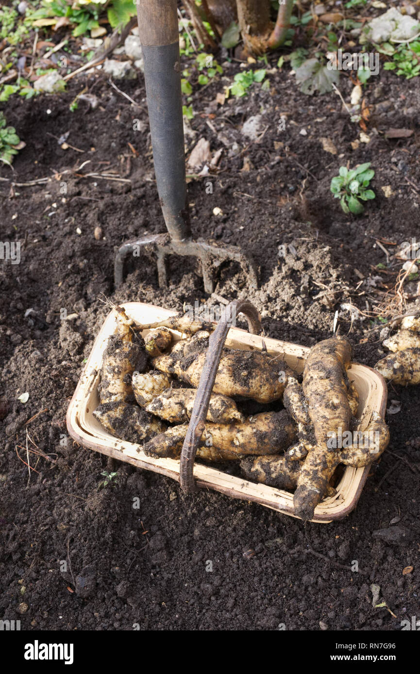 Helianthus tuberosus. Harvesting Jerusalem Artichokes Stock Photo Alamy