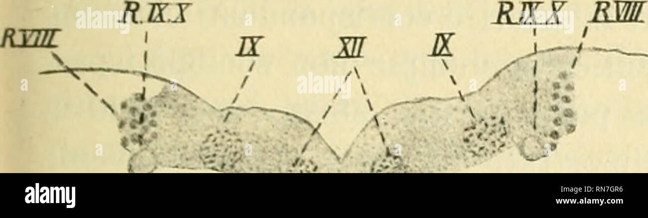 . Anatomischer Anzeiger. Anatomy, Comparative; Anatomy, Comparative. 331 e giusto. yell'uomo non si puo omettere un tal nucleo che a patto di dare della struttura del bulbo una immagine assai diversa dal vero. Se ne giudichi dal confronto di queste due figure che riproducono RMI -YHL. vnr RWI »1* G—^'^ Fig. 1. RRX / RTLK Fig. 2. Fig. 1. T77/ nucleo dell'Acustico. IX nucleo del Vago-glossofaringeo. XII rm- cleo deiripoglosso. I nucleo intercalate. R.VIII radice discendente dell'Acustico. R.IX.X radice discendente del Vago-glossofaringeo. sezioni trasversali del mielencefalo umano, condotte ad  Stock Photo