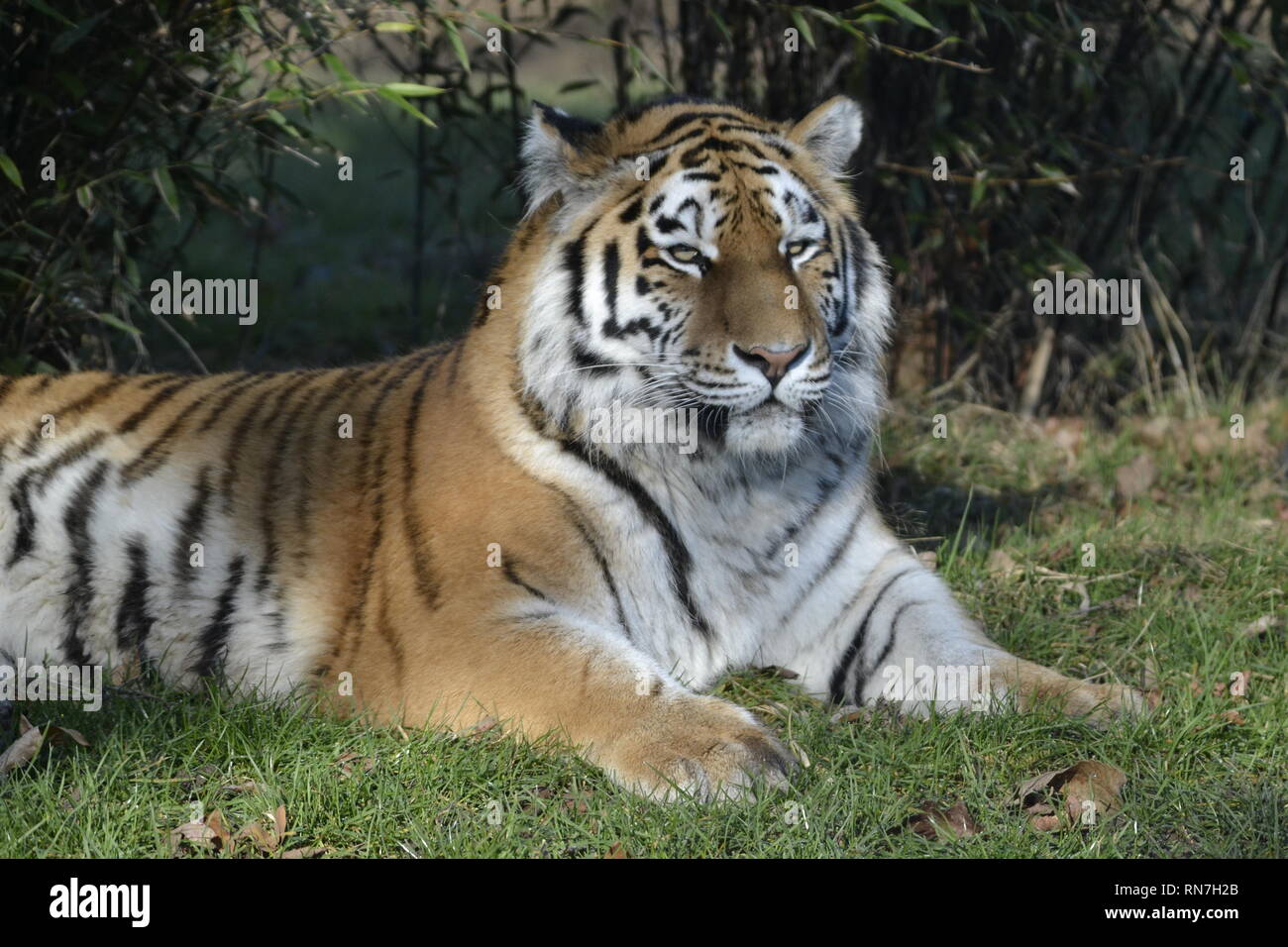 A Siberian Tiger (also called amur tiger) at Woburn Safari Park, Woburn, Bedfordshire, UK Stock Photo