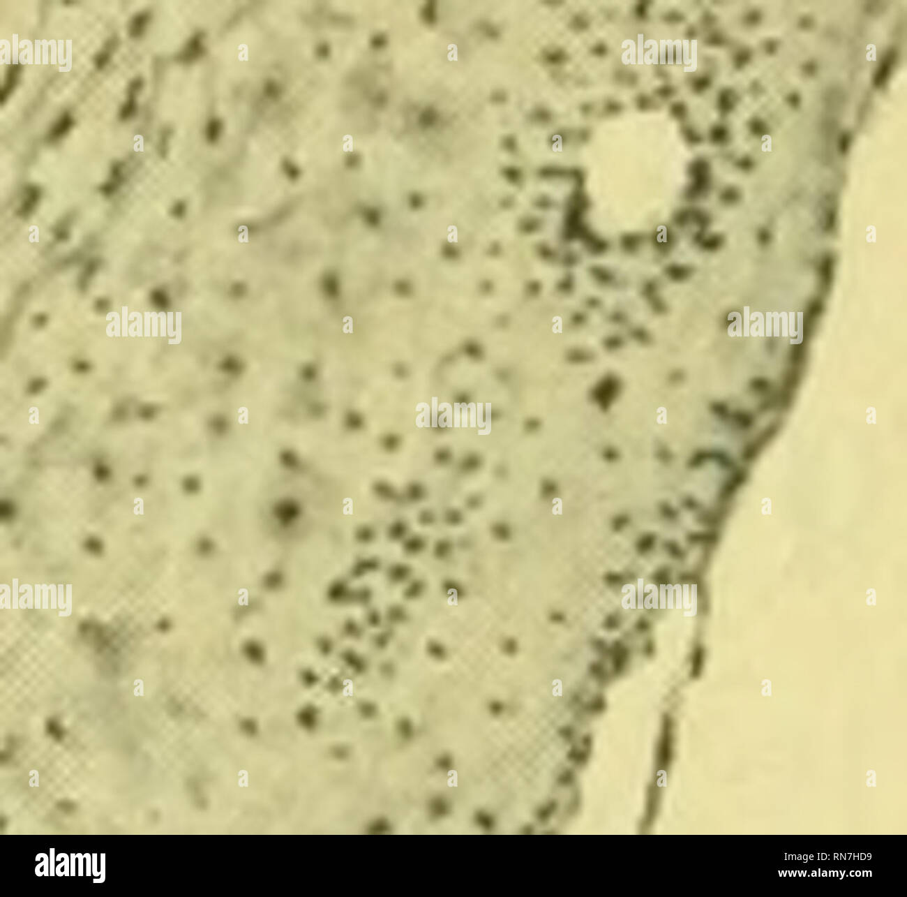 Viktoriya davri pornografiyasi