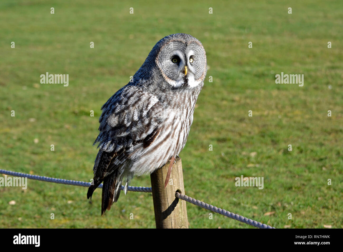 Grey owl in the Birds of Prey Flying Display at the Woburn Safari Park, Woburn, Bedfordshire, UK Stock Photo